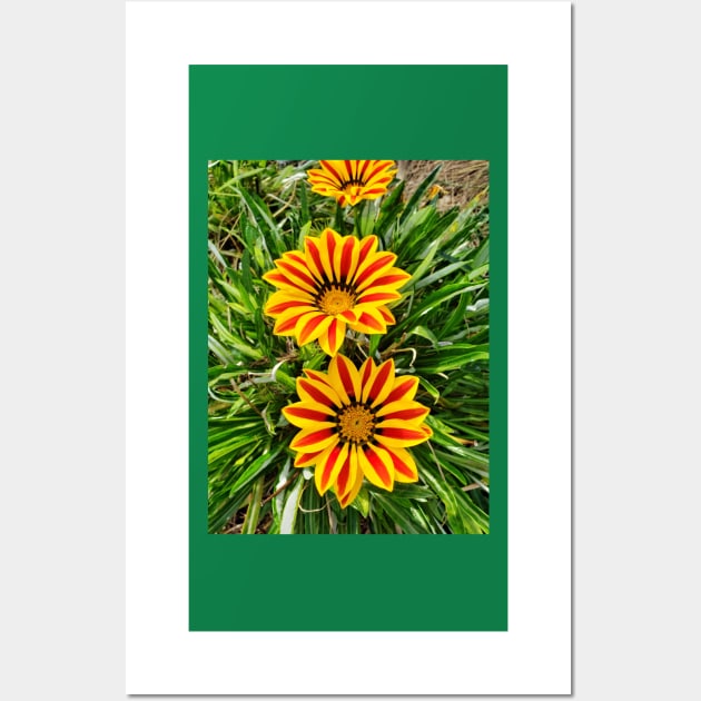 African Daisy Wall Art by thadz